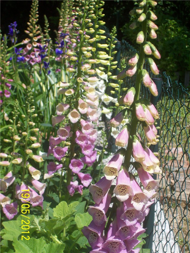 Digitalis